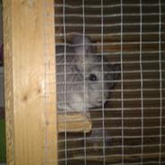 Chinchilla Max