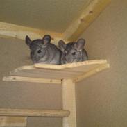 Chinchilla Max