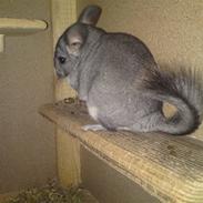 Chinchilla Max
