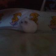 Dværghamster Ellie