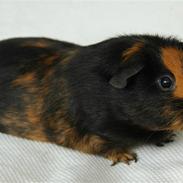 Marsvin Zoey Wannabe von Wullf