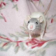 Tamrotte Apu. bortgivet;O