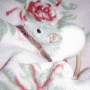 Tamrotte Apu. bortgivet;O