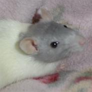 Tamrotte Apu. bortgivet;O