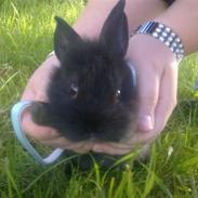 Kanin Bella Donna (Løvehoved)