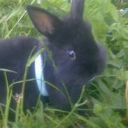 Kanin Bella Donna (Løvehoved)