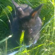 Kanin Bella Donna (Løvehoved)