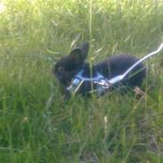 Kanin Bella Donna (Løvehoved)