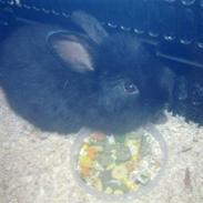 Kanin Bella Donna (Løvehoved)