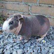 Marsvin Pivdyrs Bimbi *SOLGT*