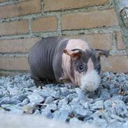 Marsvin Pivdyrs Bimbi *SOLGT*