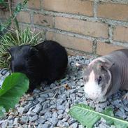 Marsvin Pivdyrs Bimbi *SOLGT*