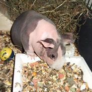 Marsvin Pivdyrs Bimbi *SOLGT*