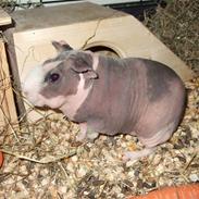 Marsvin Pivdyrs Bimbi *SOLGT*