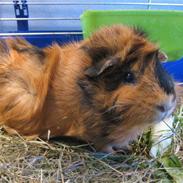 Marsvin Minni R.I.P.