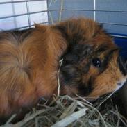 Marsvin Minni R.I.P.