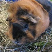 Marsvin Minni R.I.P.