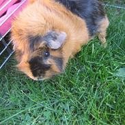 Marsvin Minni R.I.P.