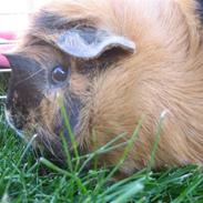 Marsvin Minni R.I.P.