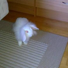 Kanin Zoey (Fluffy)