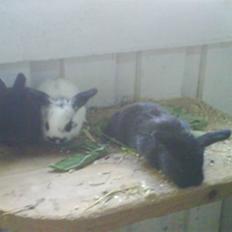 Kanin stald husteds Mille RIP