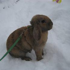 Kanin Winds Aziz Aliea