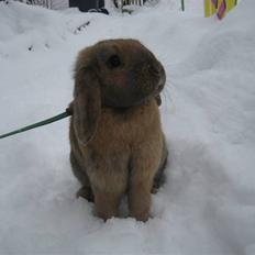 Kanin Winds Aziz Aliea