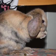 Kanin Winds Aziz Aliea