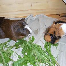 Marsvin Olga Sweety daPolga *RIP*