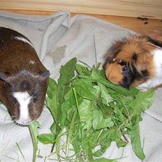 Marsvin Olga Sweety daPolga *RIP*