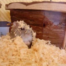 Dværghamster Vega :)<3 R.I.P.