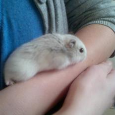 Dværghamster Vega :)<3 R.I.P.