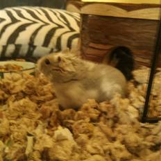 Dværghamster Vega :)<3 R.I.P.
