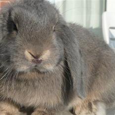 Kanin Tahara's Nevado Nairobi