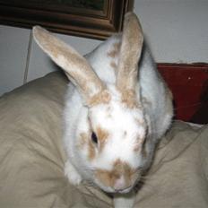 Kanin Karl-Mar (Bortgivet)