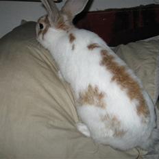 Kanin Karl-Mar (Bortgivet)