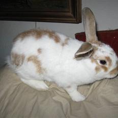 Kanin Karl-Mar (Bortgivet)