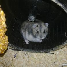 Dværghamster Princess den tykke R.I.P