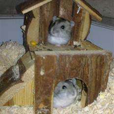 Dværghamster Princess den tykke R.I.P