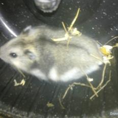 Dværghamster Charlie den lille R.I.P