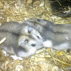 Dværghamster Charlie den lille R.I.P