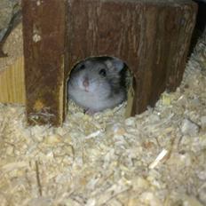 Dværghamster Charlie den lille R.I.P