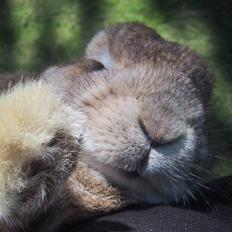 Kanin AM´s Snuske<3 Død d. 27-06.2010!