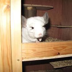 Chinchilla SilverStreak's Mystique