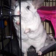 Chinchilla SilverStreak's Mystique
