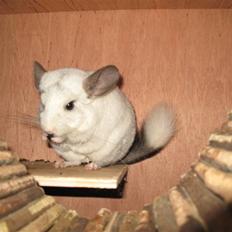 Chinchilla SilverStreak's Mystique