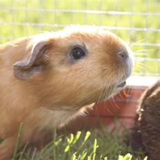 Marsvin Mille *RIP 2/9 2014*