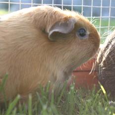 Marsvin Mille *RIP 2/9 2014*