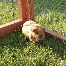 Marsvin Mille *RIP 2/9 2014*