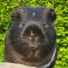 Marsvin Penelope